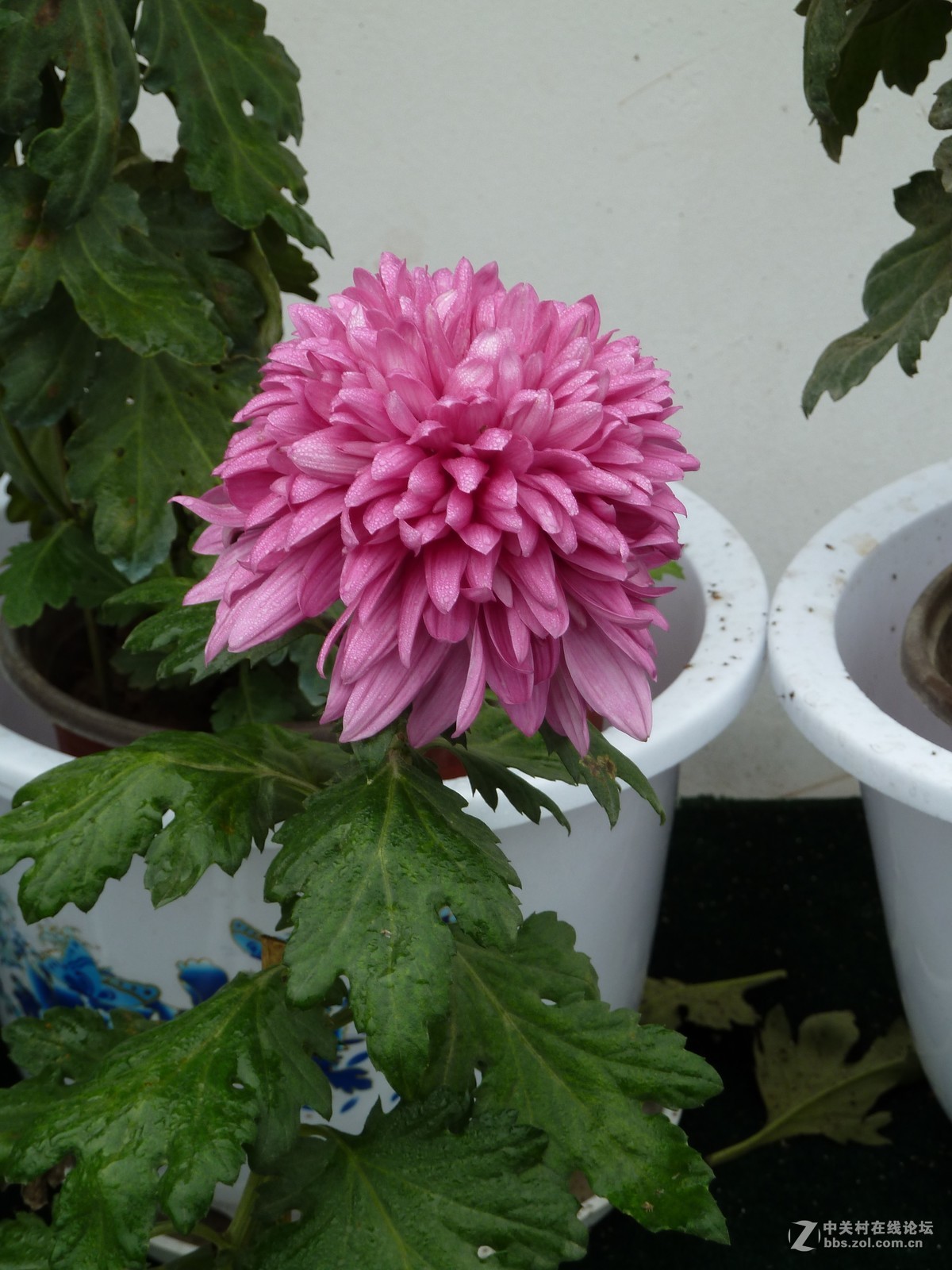 2018重庆园博园菊展1