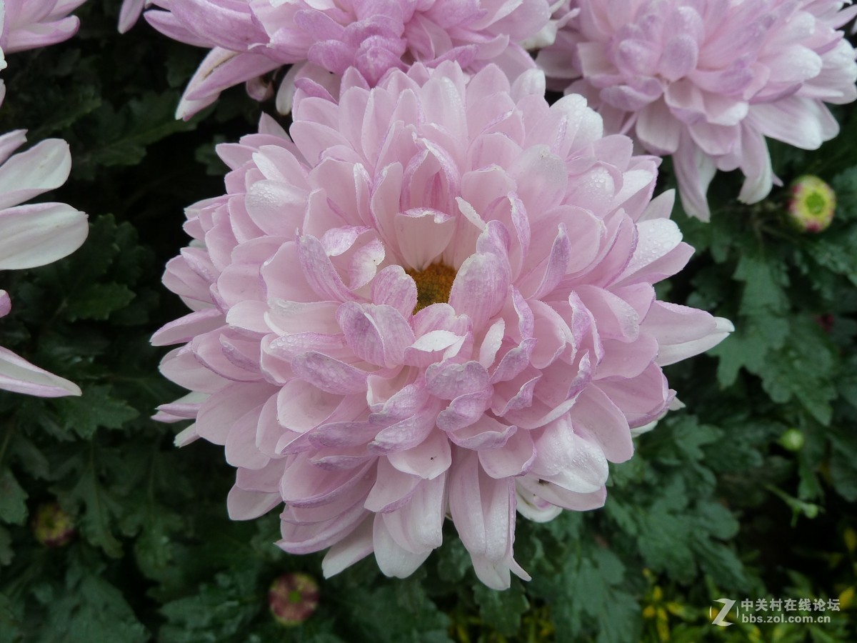 2018重庆园博园菊展1