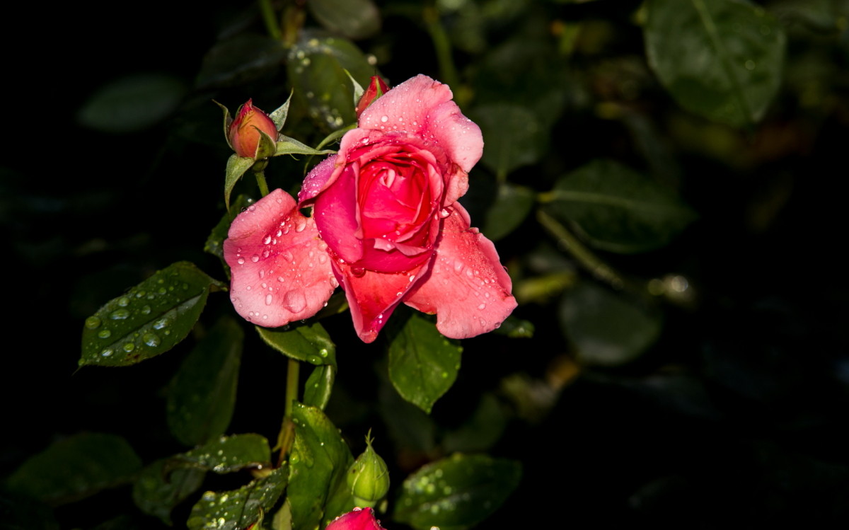 青海月季花