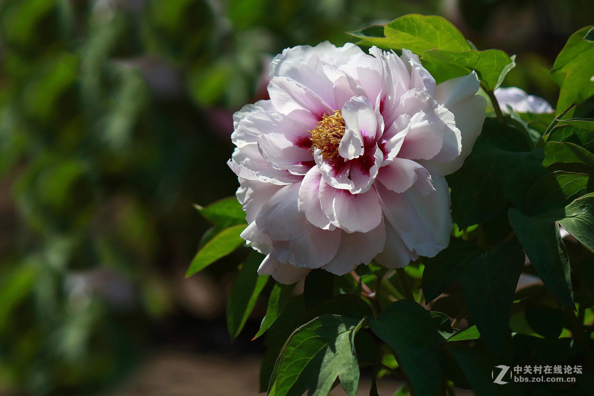 黑龙江的牡丹花