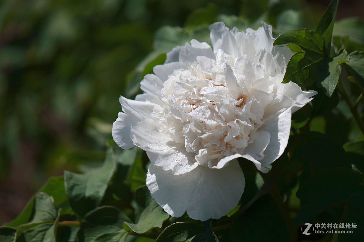 黑龙江的牡丹花