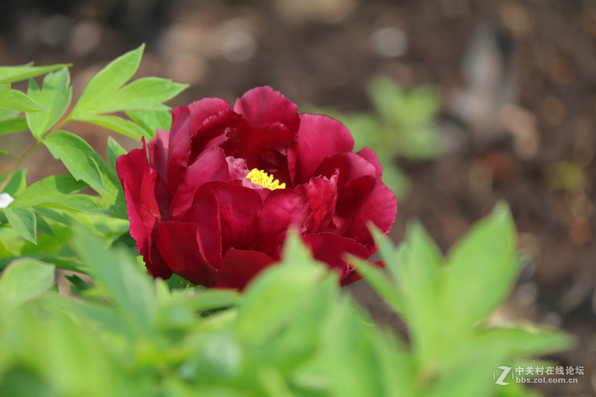 黑龙江的牡丹花