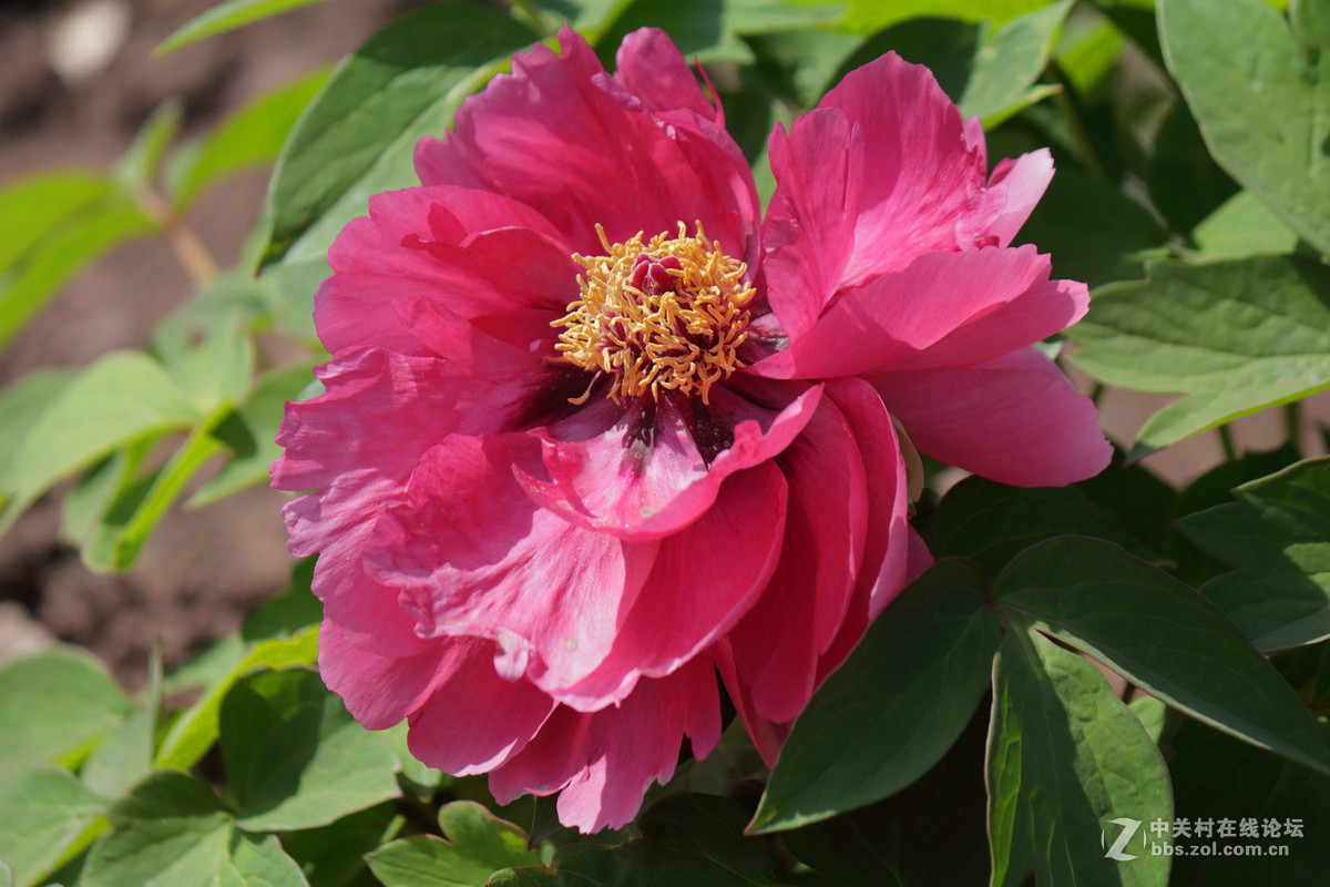 黑龙江的牡丹花