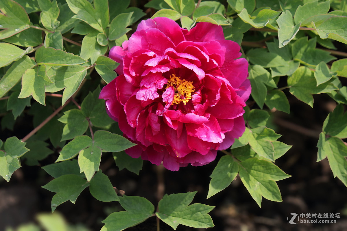 黑龙江的牡丹花