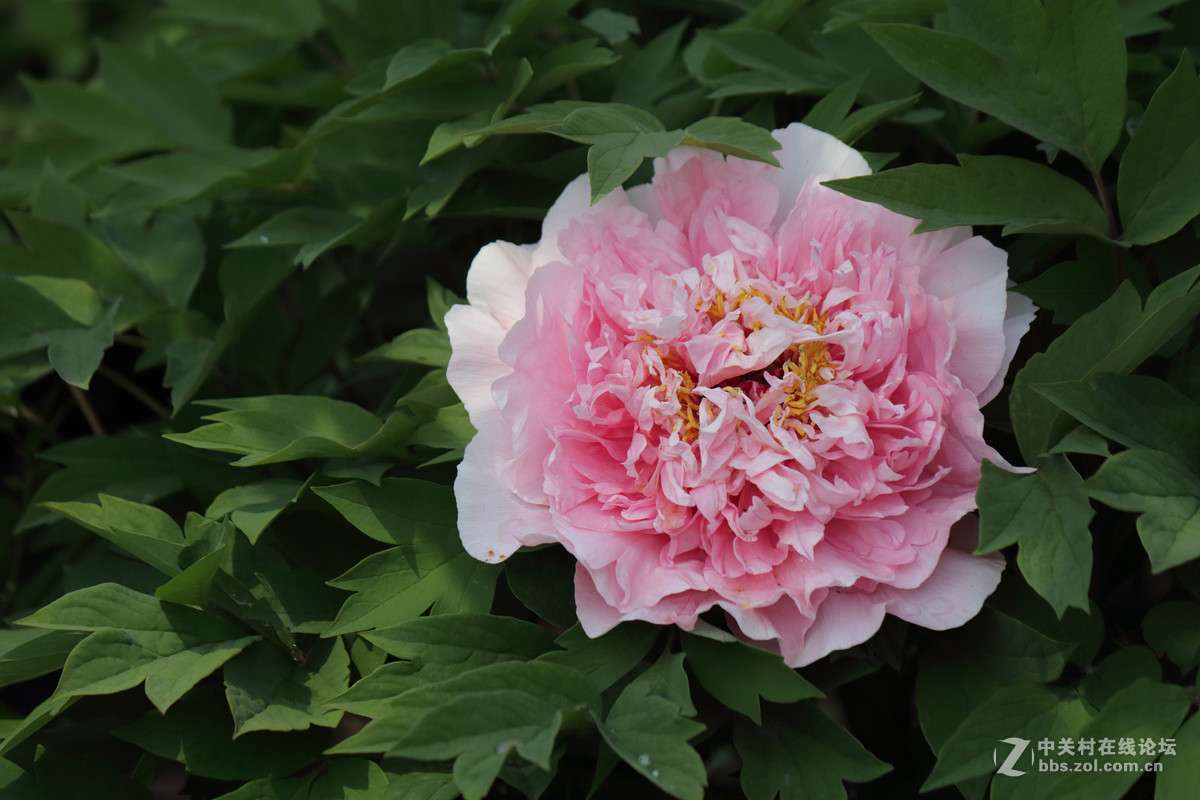 黑龙江的牡丹花