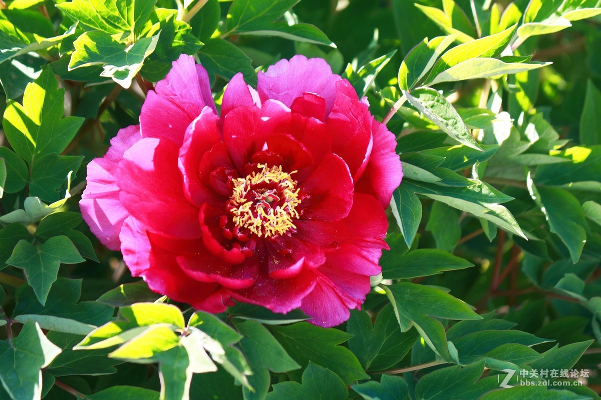 黑龙江的牡丹花
