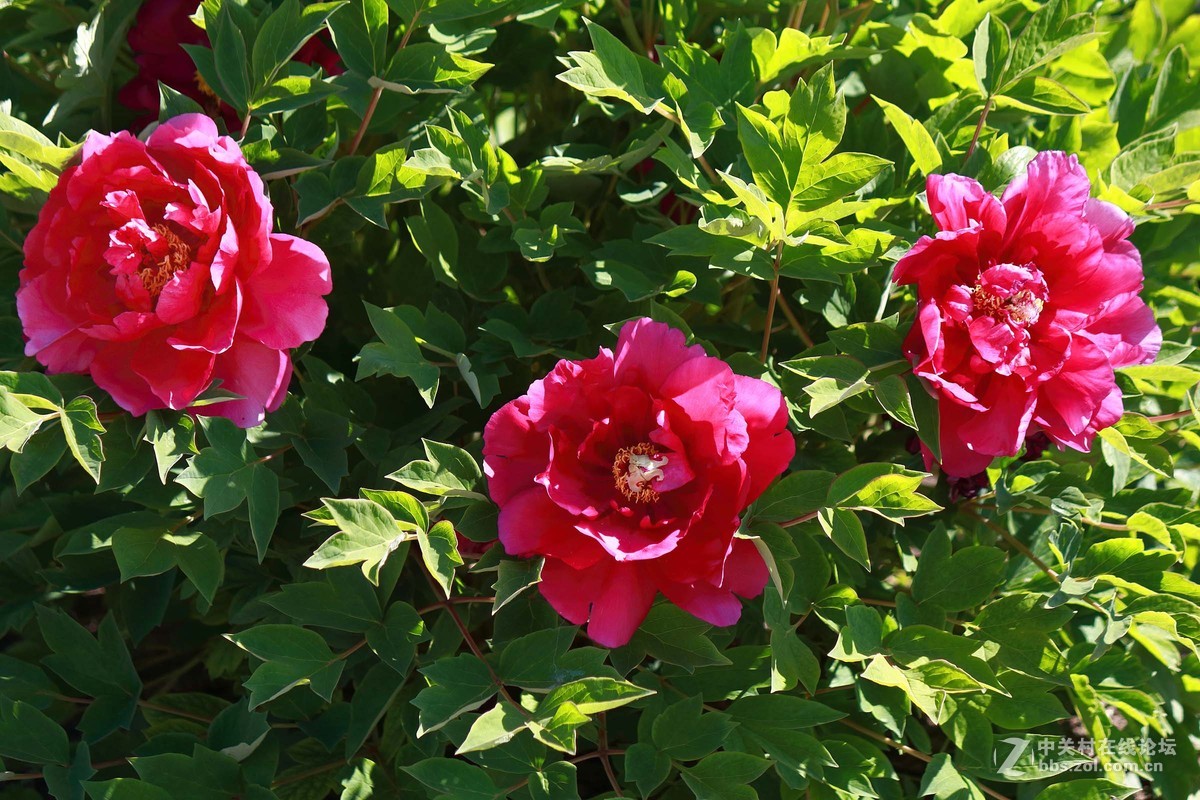 黑龙江的牡丹花