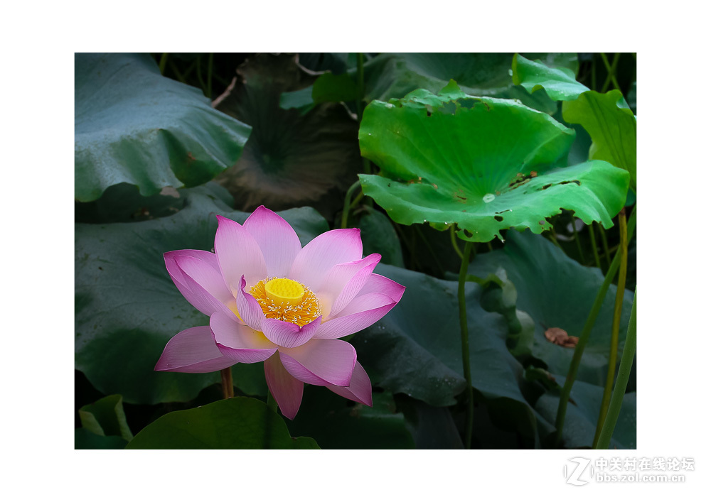 组照《是谁  偷走了我的心》