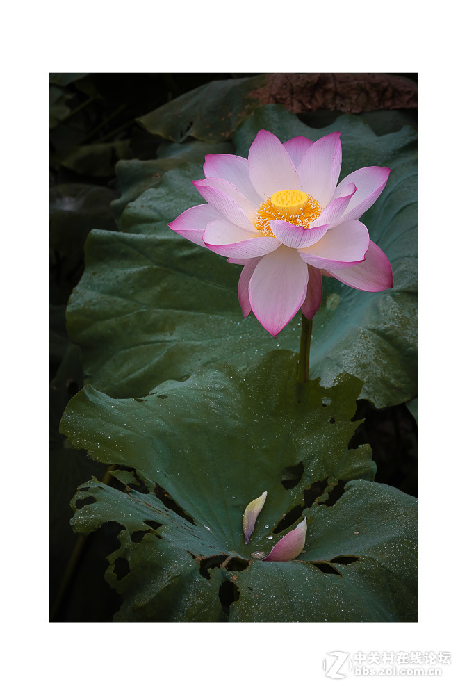 组照《是谁  偷走了我的心》