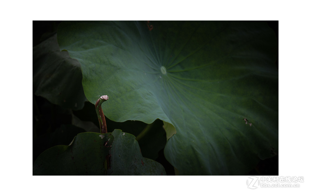 组照《是谁  偷走了我的心》