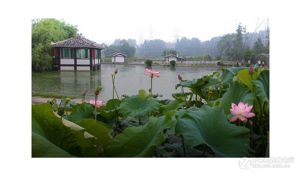 组照《是谁  偷走了我的心》