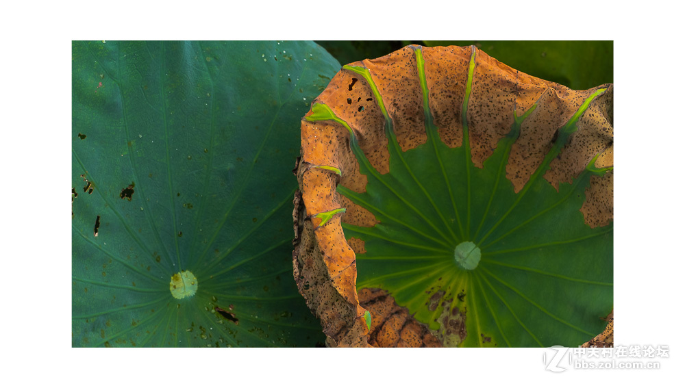 组照《是谁  偷走了我的心》