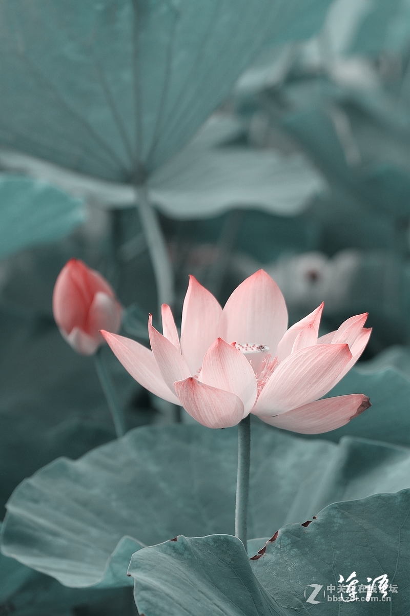 莲语禅心