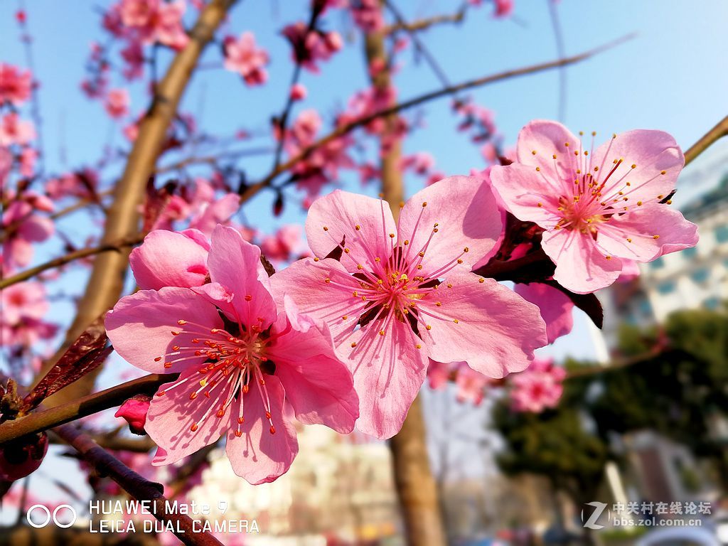 华为mate9上班途中随拍