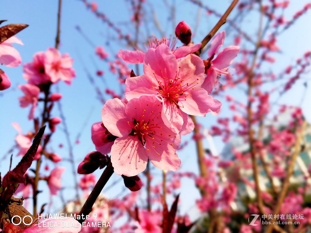 华为mate9上班途中随拍