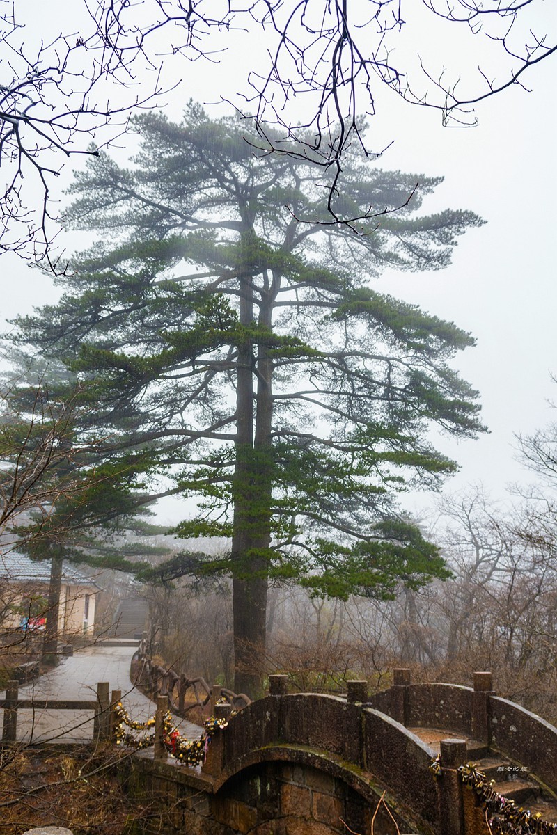 雨中黄山7