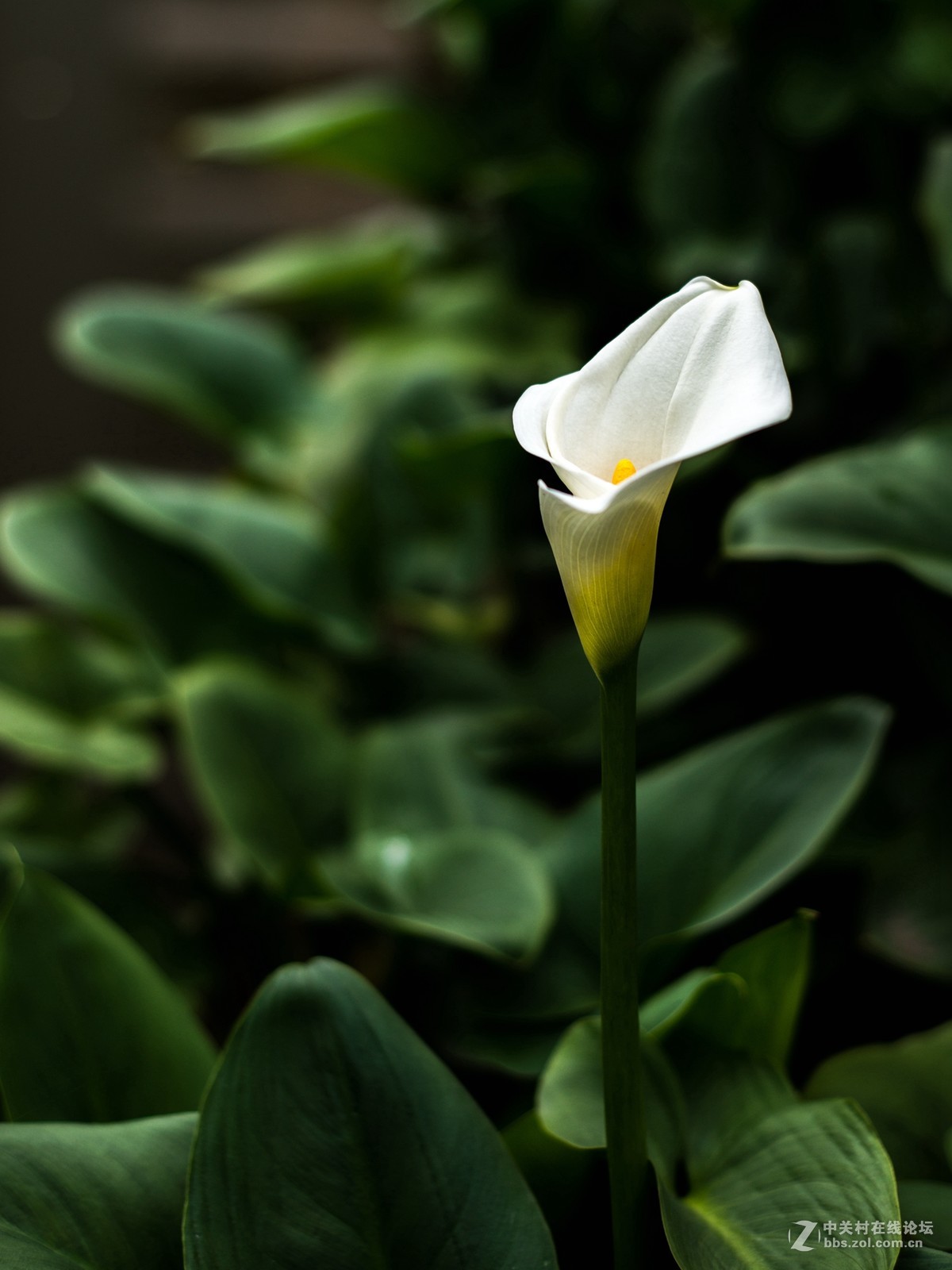 没时间外拍，小区里随拍两张！