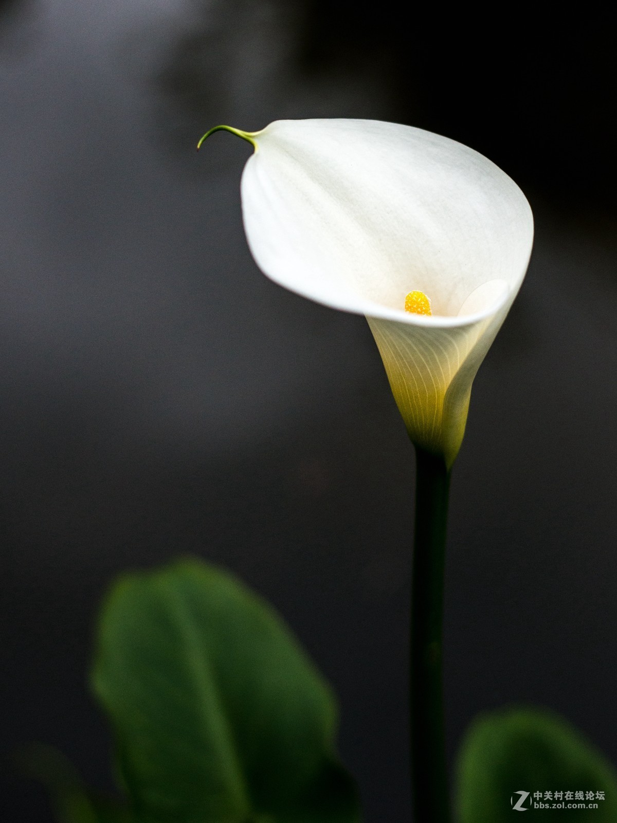 没时间外拍，小区里随拍两张！