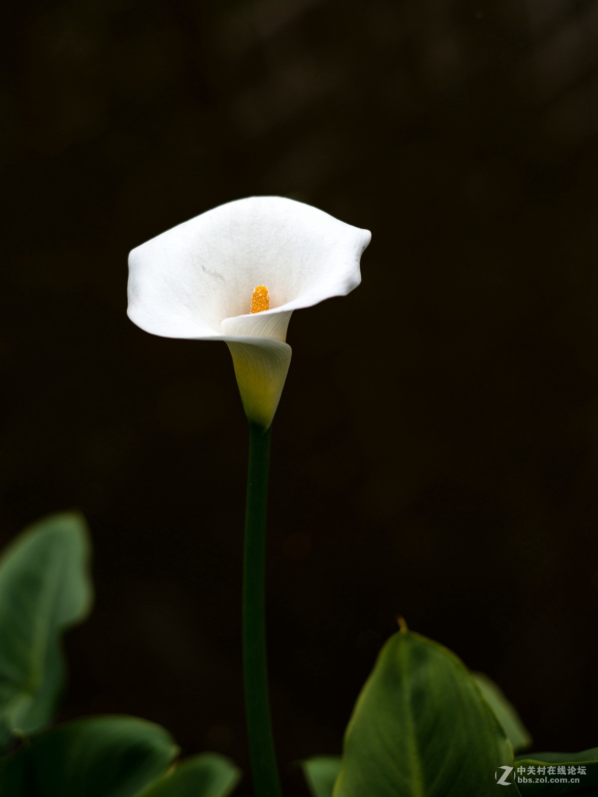 没时间外拍，小区里随拍两张！