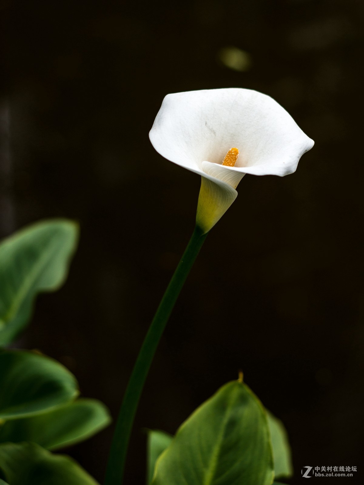 没时间外拍，小区里随拍两张！