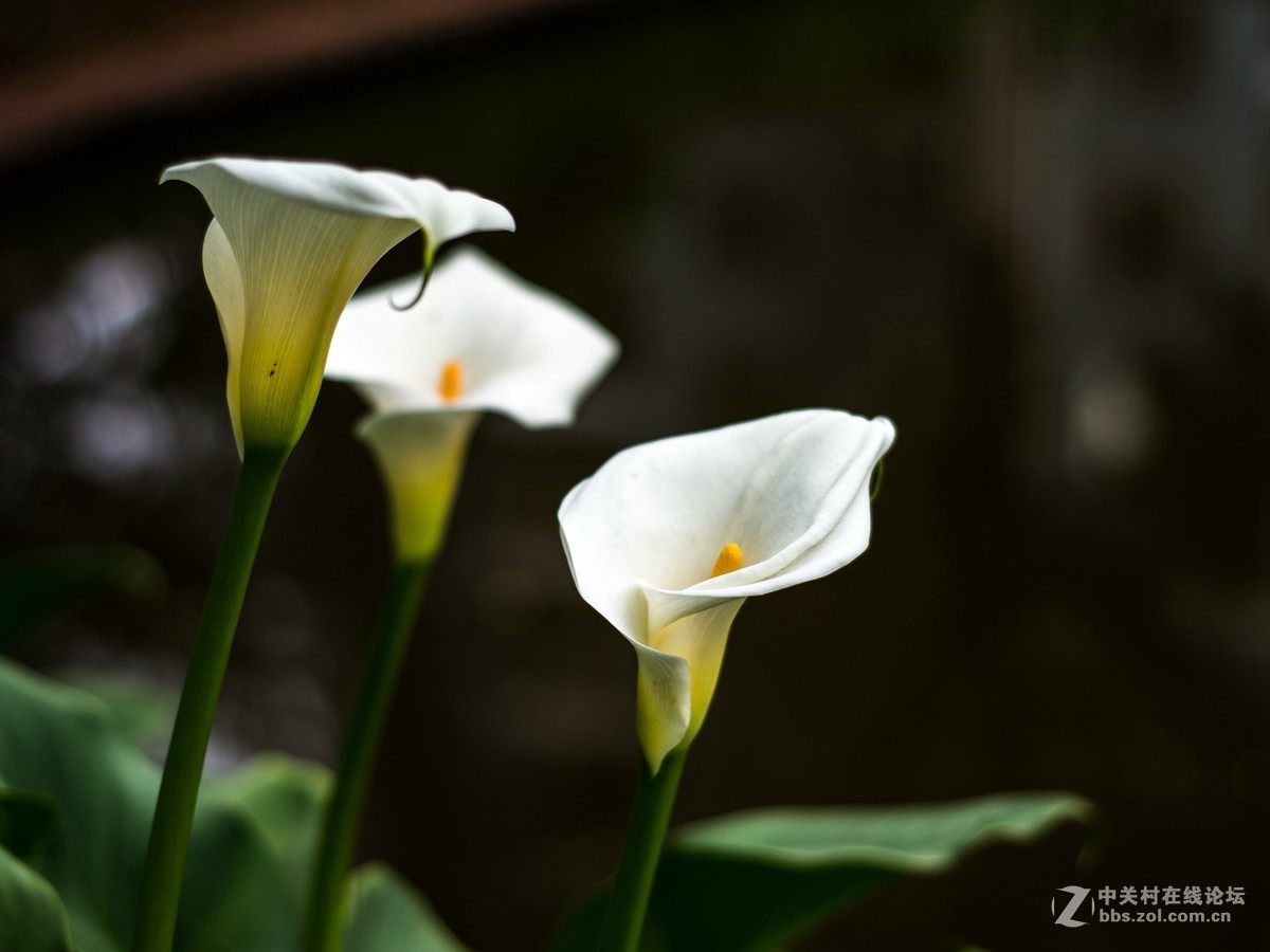 没时间外拍，小区里随拍两张！