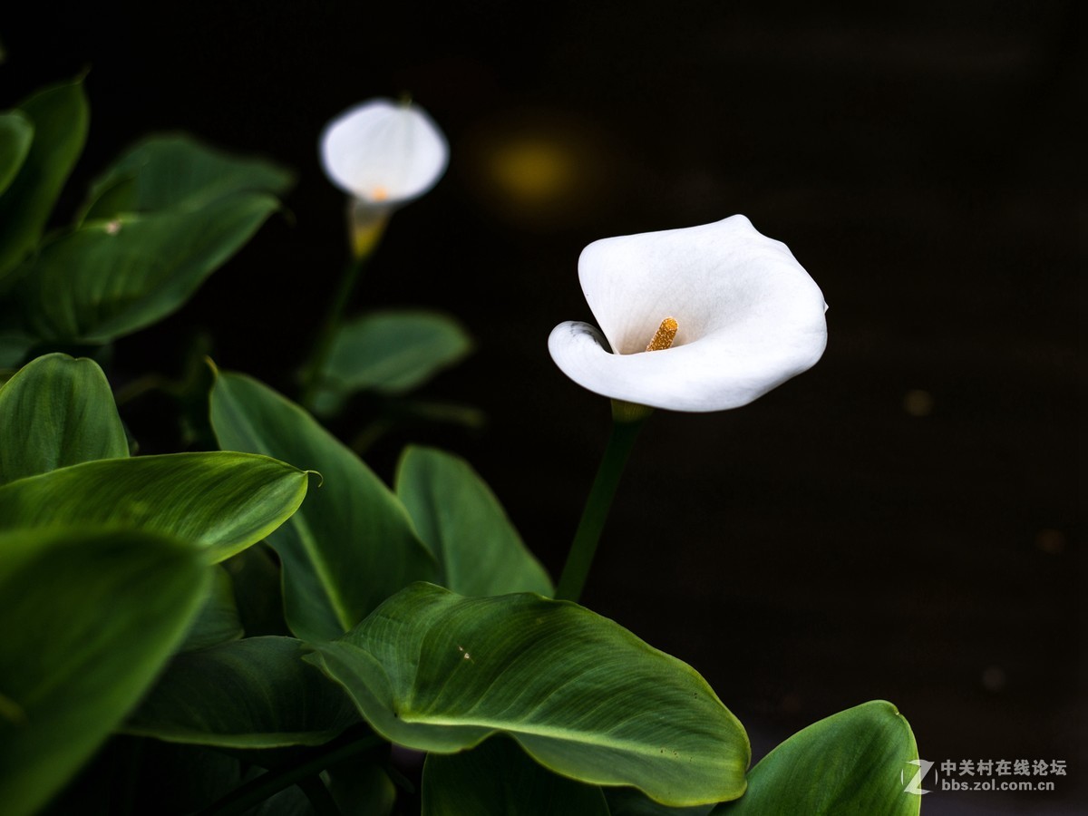 没时间外拍，小区里随拍两张！