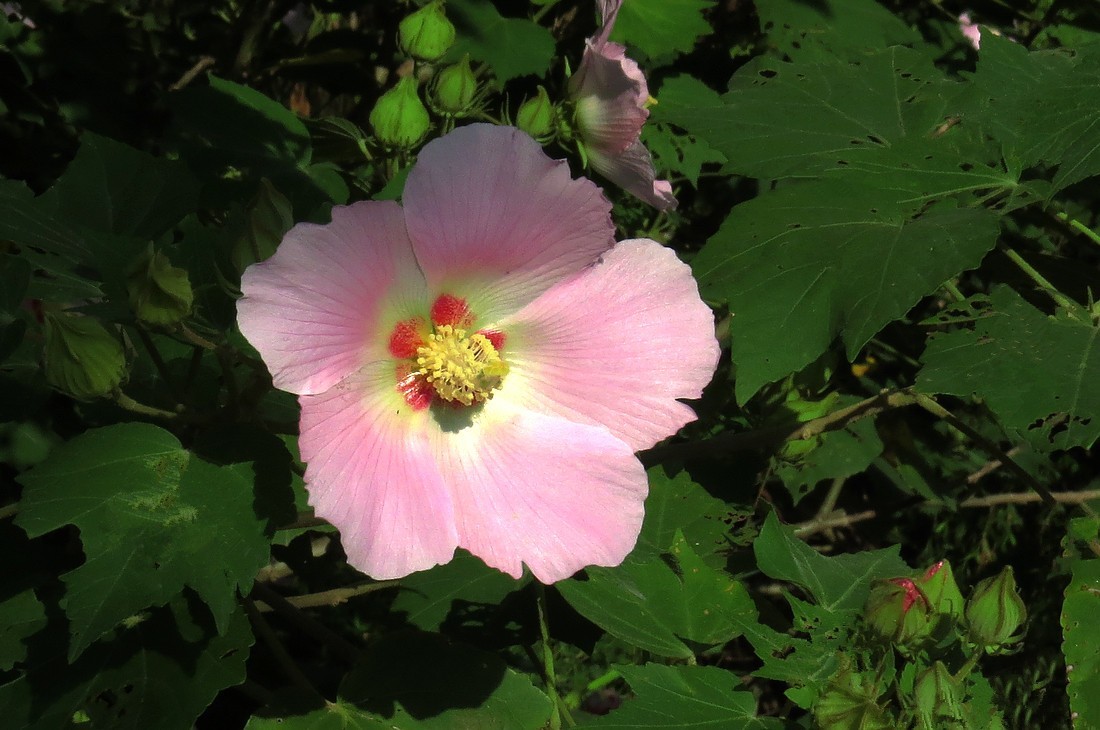 木本芙蓉花