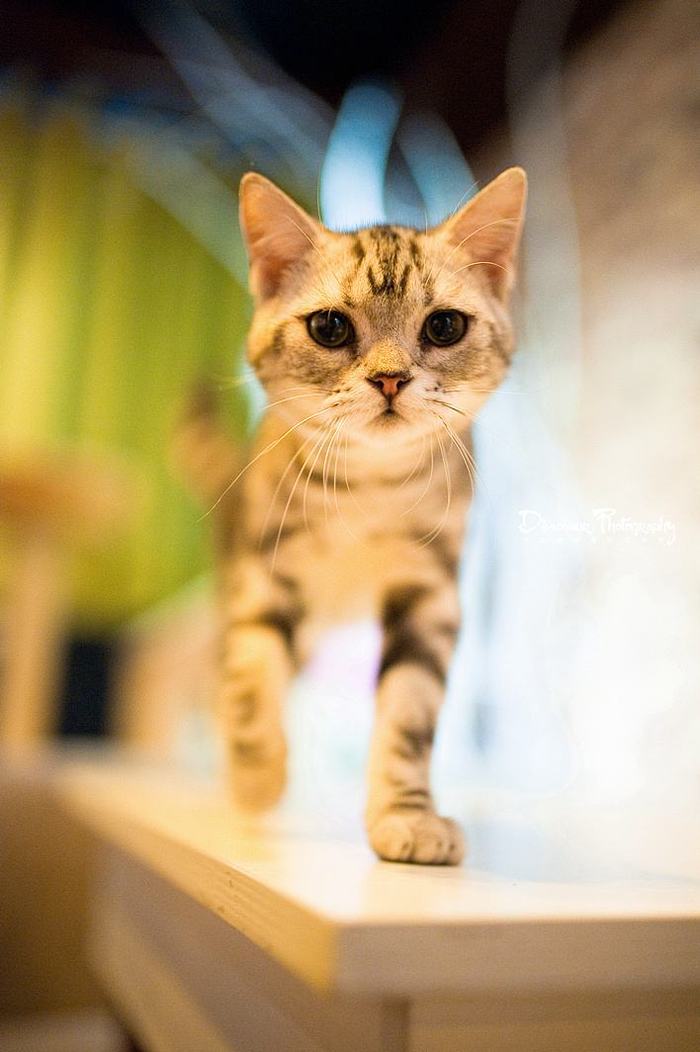 养好还要拍好才是真爱 宠物摄影小技巧