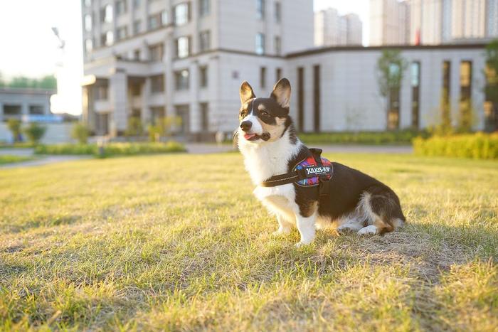 养好还要拍好才是真爱 宠物摄影小技巧