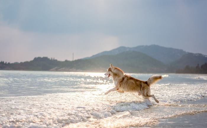 养好还要拍好才是真爱 宠物摄影小技巧