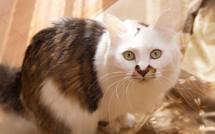 养好还要拍好才是真爱 宠物摄影小技巧