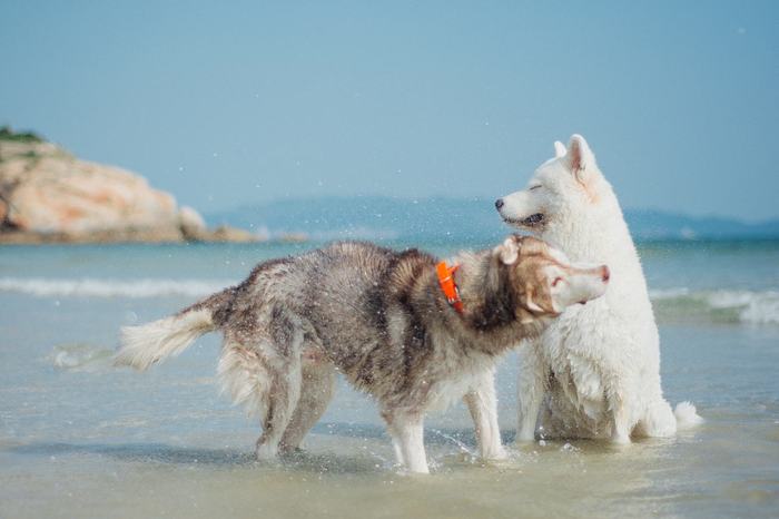 养好还要拍好才是真爱 宠物摄影小技巧