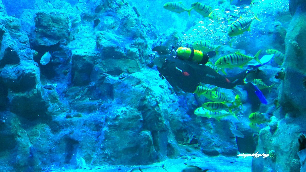 胶东半岛行（蓬莱海洋世界）