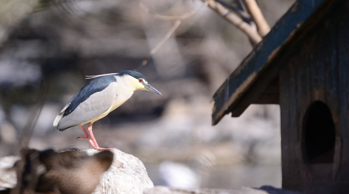 新入此头，还是老地方动物园试镜