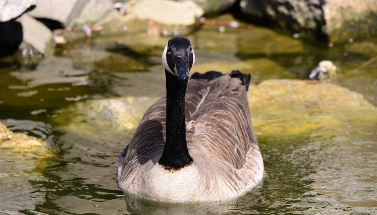 新入此头，还是老地方动物园试镜
