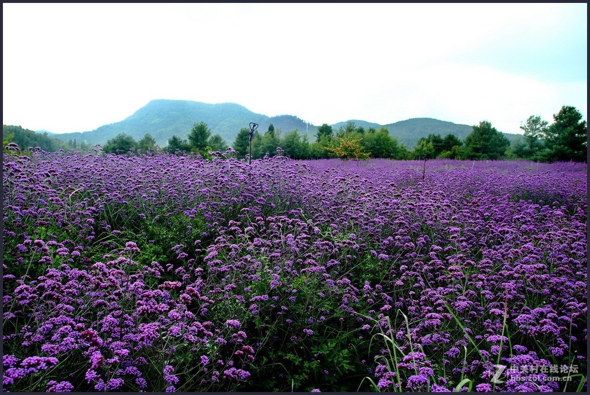 紫色花海—1