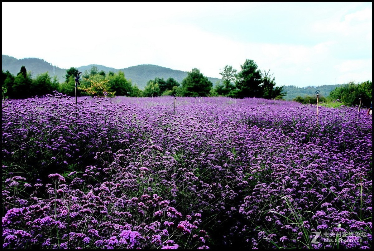 紫色花海—1