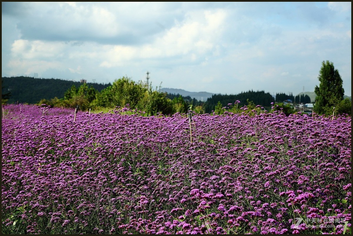紫色花海—1