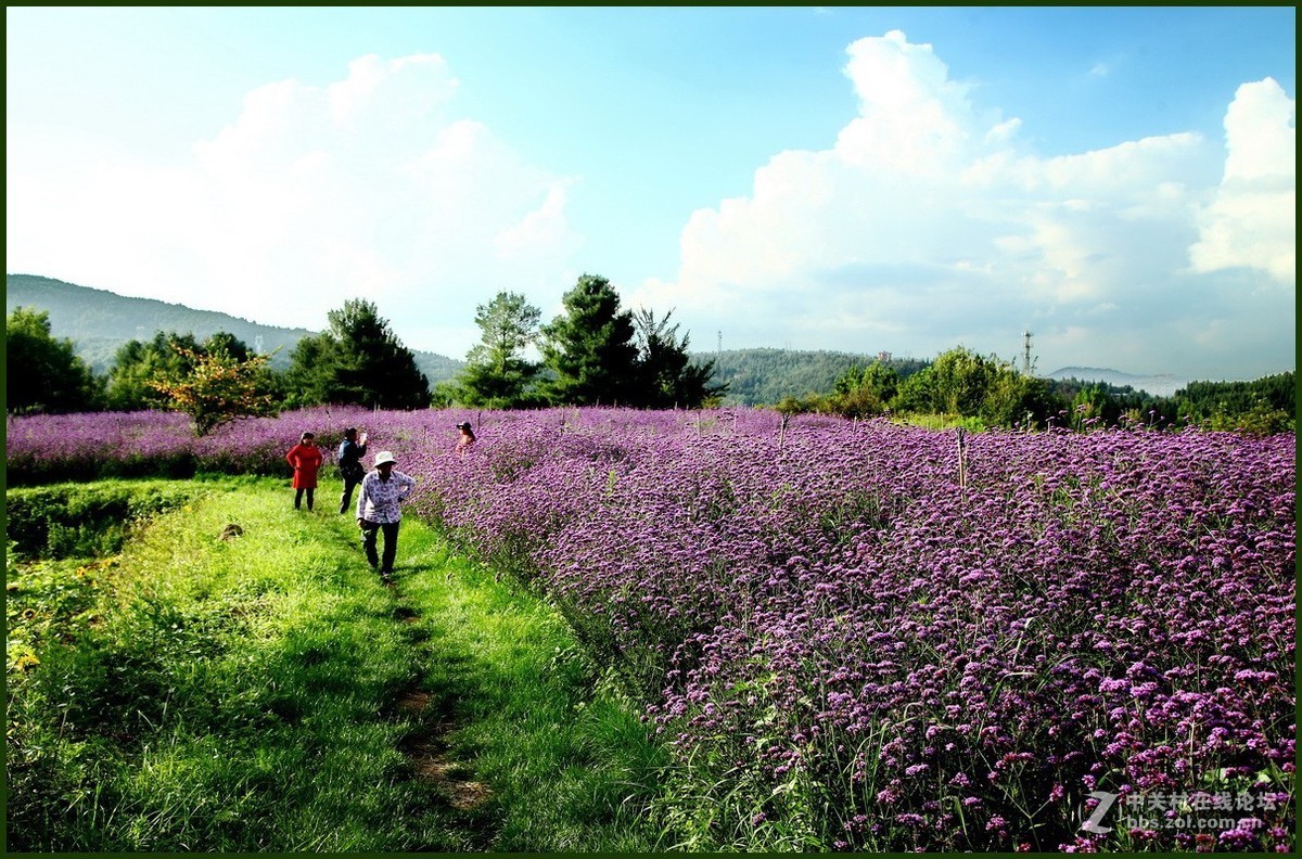 紫色花海—1