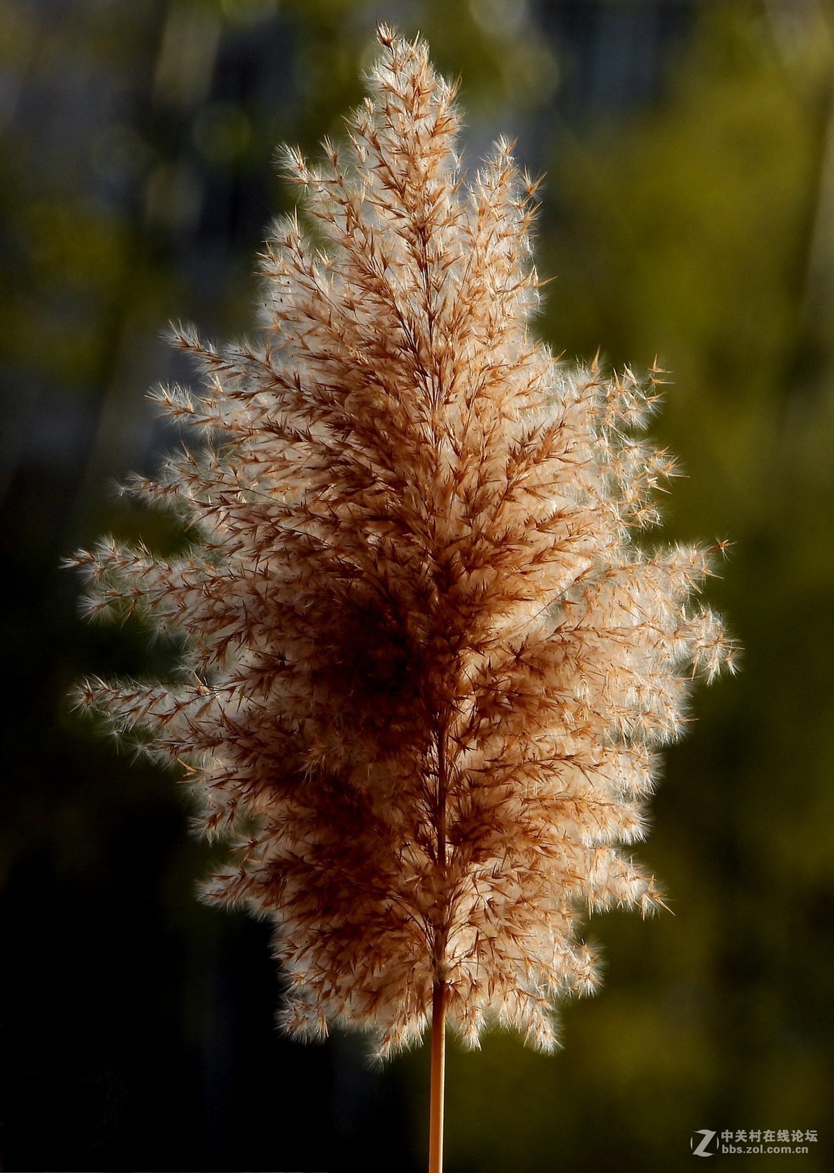 冬日里的苇絮样子-中关村在线摄影论坛