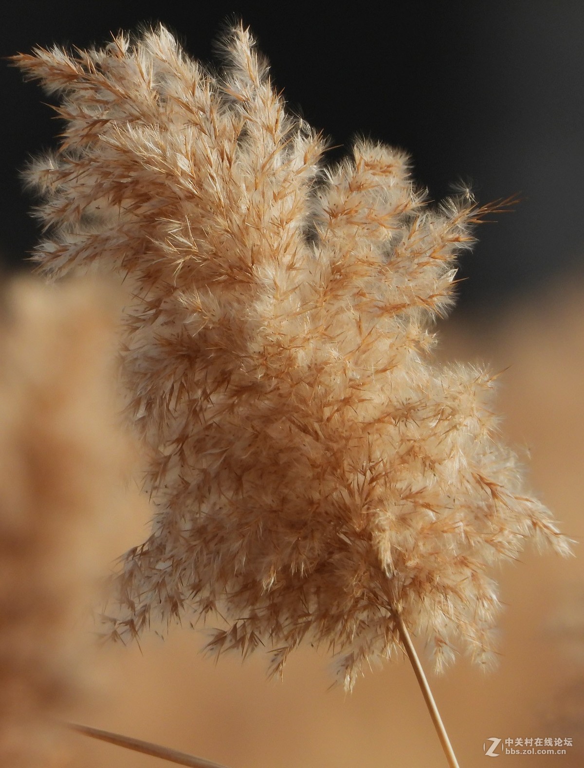 冬日里的苇絮样子-中关村在线摄影论坛