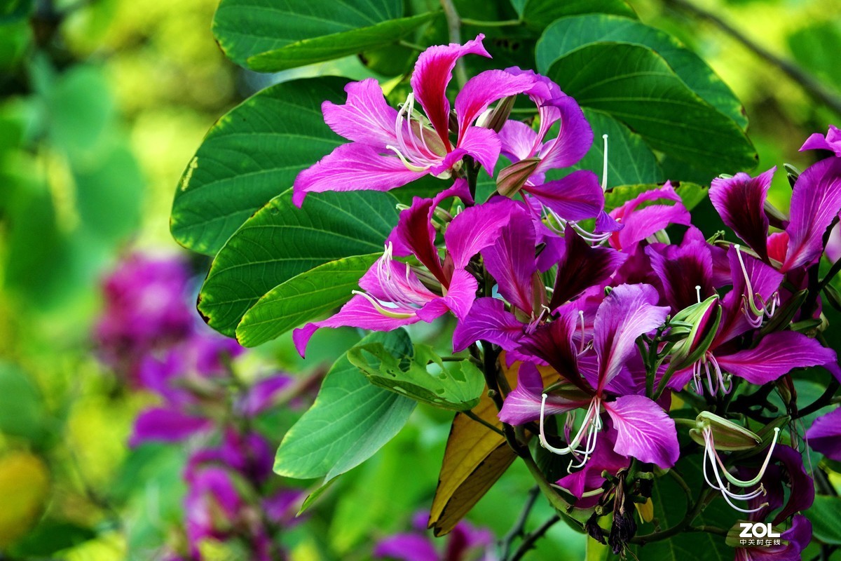 红花羊蹄甲洋紫荆四