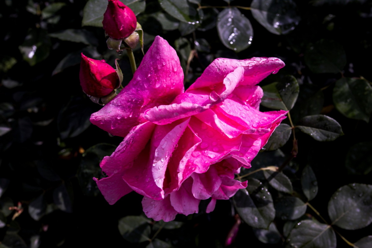 青海月季花