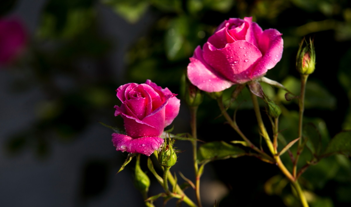 青海月季花