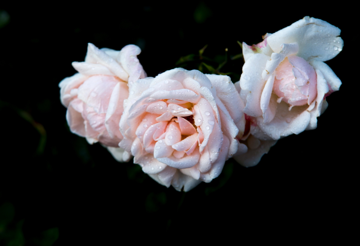 青海月季花