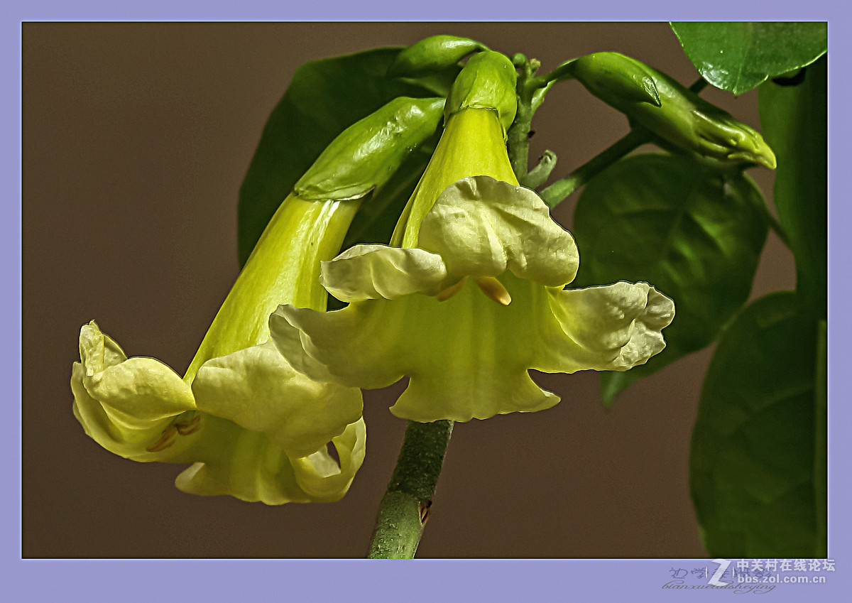 我家的幸福树开花了