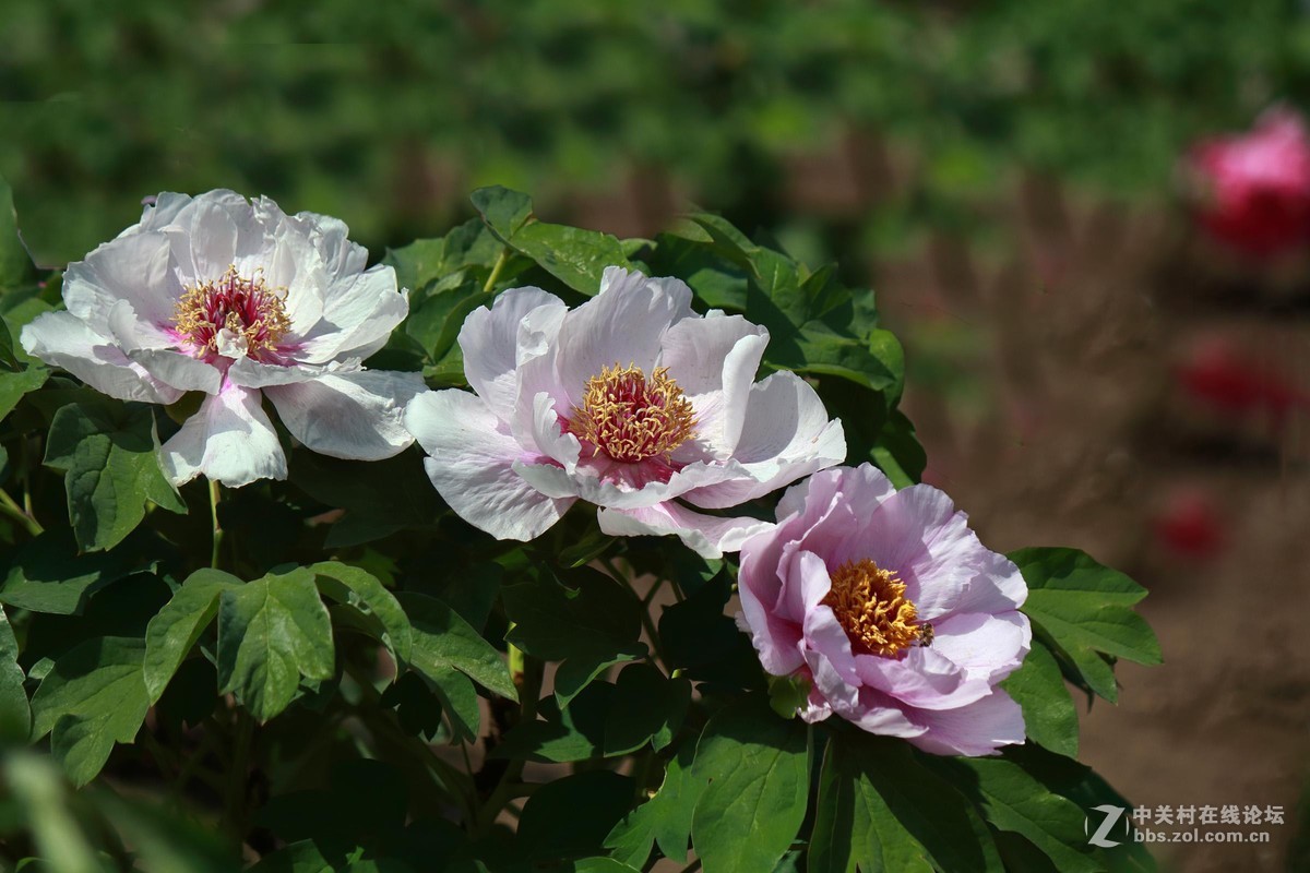 黑龙江的牡丹花
