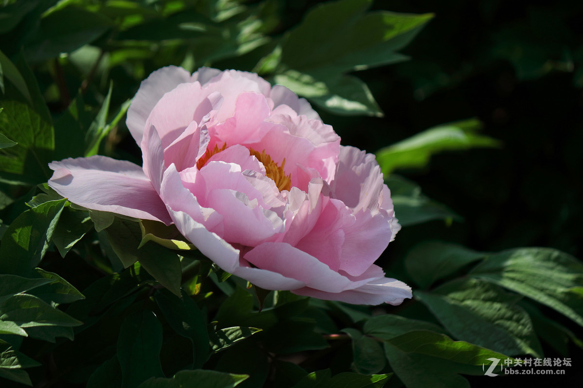 黑龙江的牡丹花