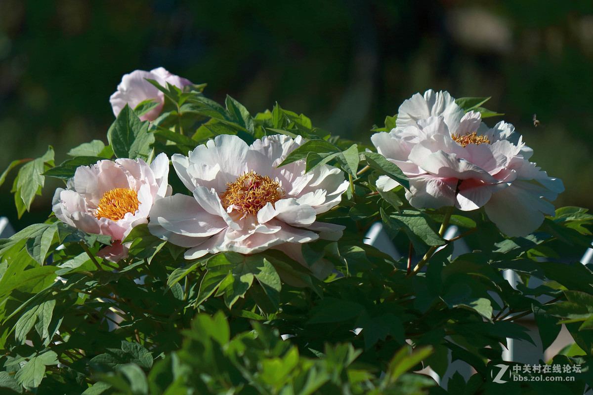 黑龙江的牡丹花