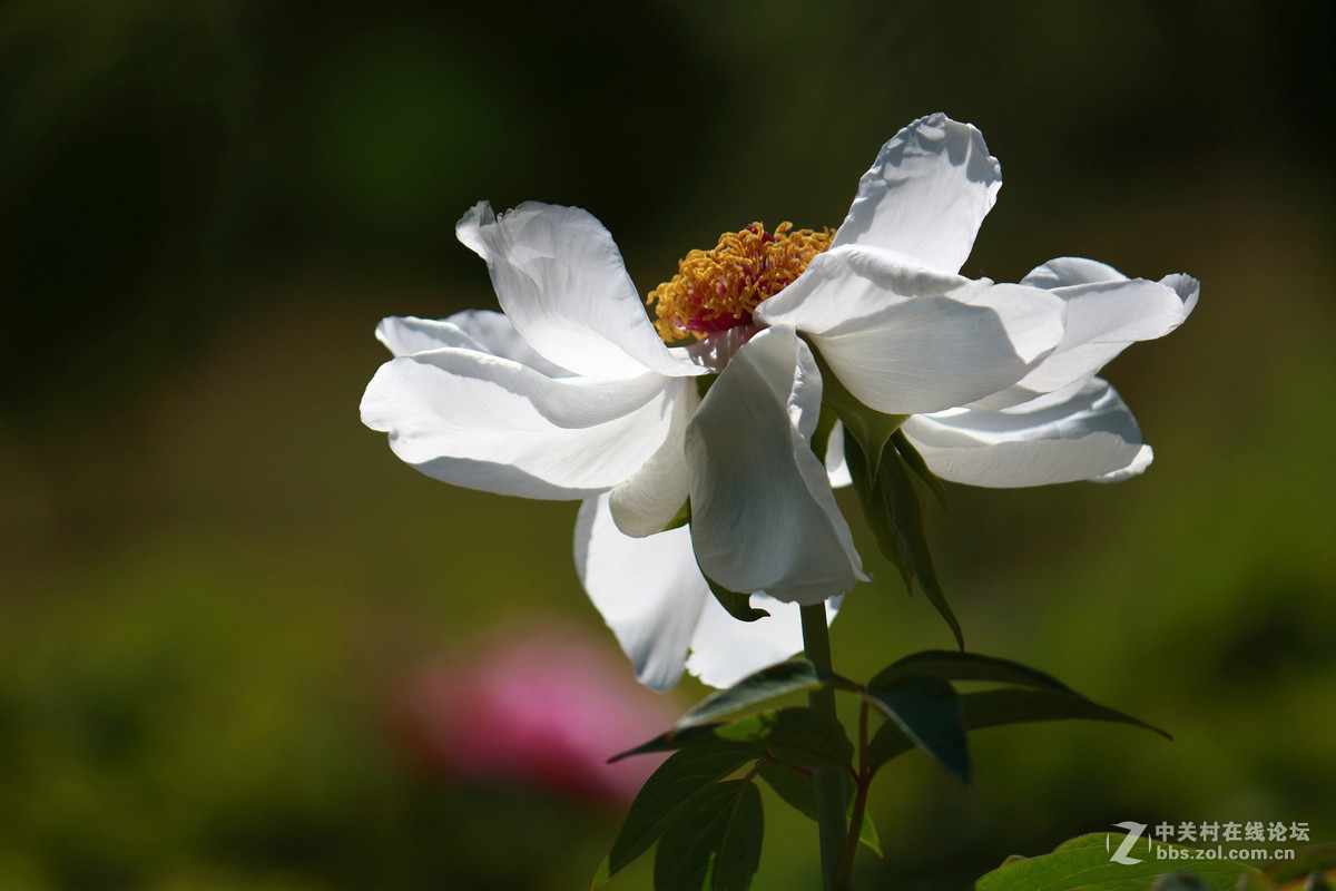 黑龙江的牡丹花